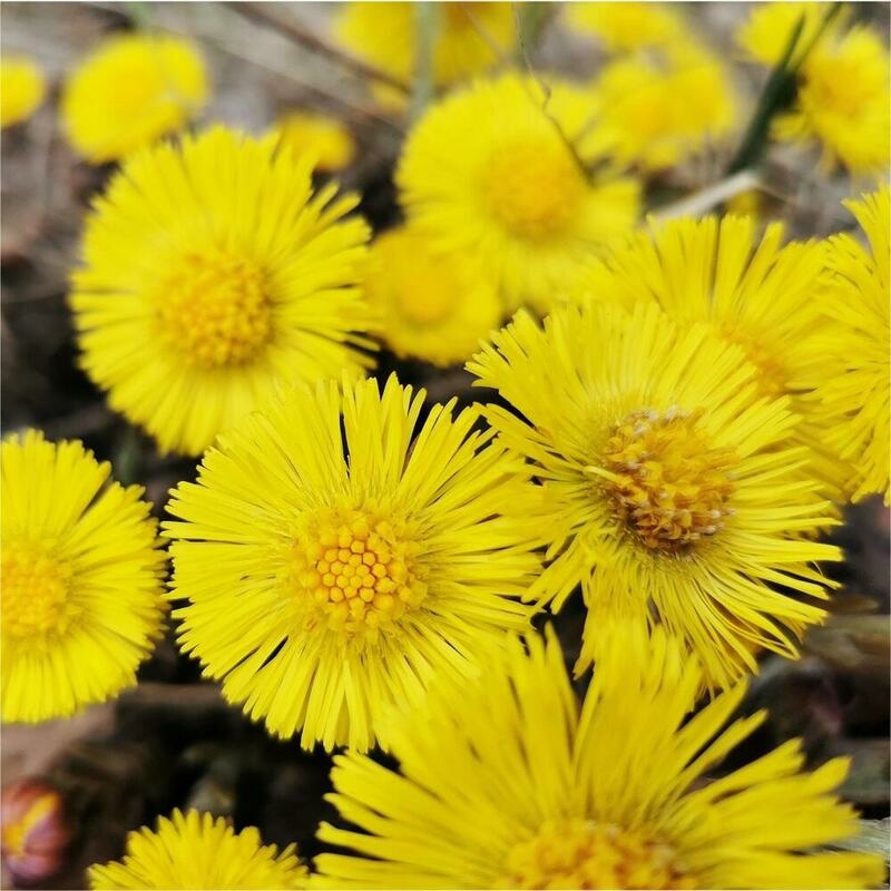 RAUSCH Huflattich Anti-Schuppen Lotion