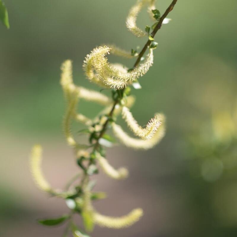 RAUSCH Spezial-Conditioner mit Weidenrinde